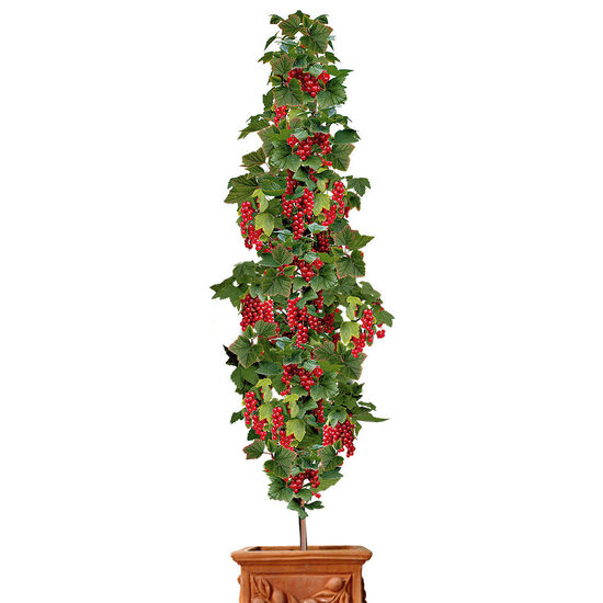 Raudonas Koloninis serbentas 'Rovada'